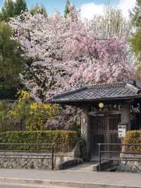 Wandering the Philosopher’s Path – Kyoto’s Most Peaceful Stroll