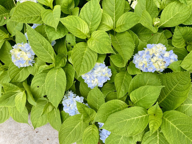 香港西九M+✨ 草坪上繽紛多彩的繡球花🪻💕