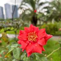 ～綠蔭迷宮～沙步公園端午踏青～