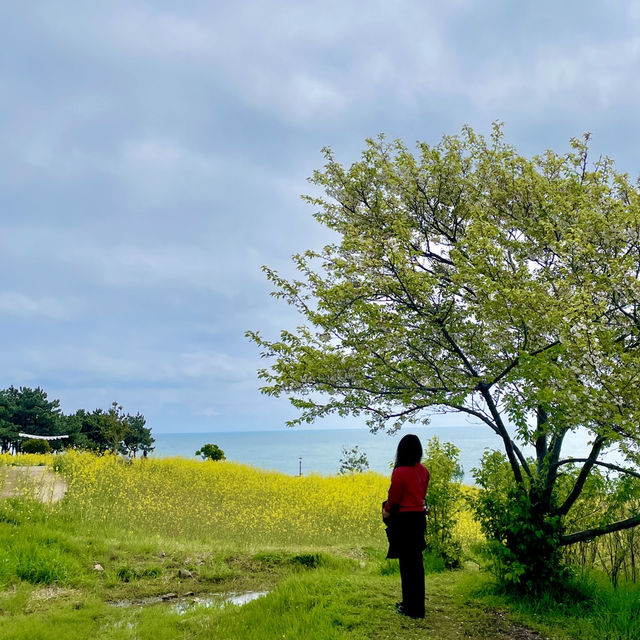 바다와 유채꽃을 함께 볼 수 있는, 슬도 유채꽃밭