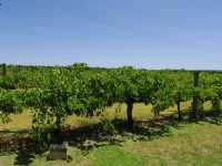 【パース🇦🇺】青空のもとワイナリー巡り🍷