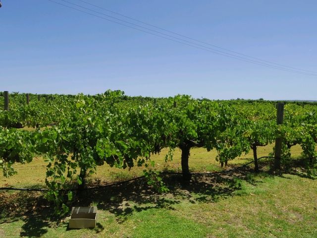 【パース🇦🇺】青空のもとワイナリー巡り🍷