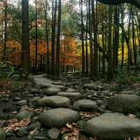 #ForestEscape – A Moment in Shanghai Gongqing Forest Park