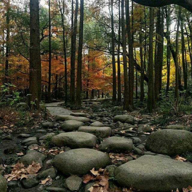 #ForestEscape – A Moment in Shanghai Gongqing Forest Park