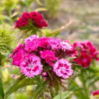 🌿 **Schynige Platte Alpine Garden (Alpengarten)