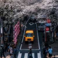 Nightfall in Kawazu: Where Sakura Blooms Before Spring Begins