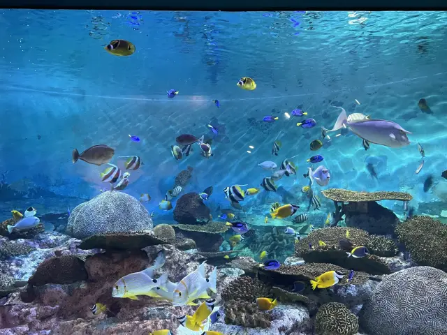 COEX 水族館,前往都市中的水下世界旅行