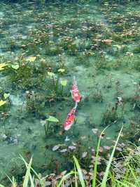 🎨🌿 【岐阜・モネの池】 “水の上に浮かぶ絵画”に、会いにいく。