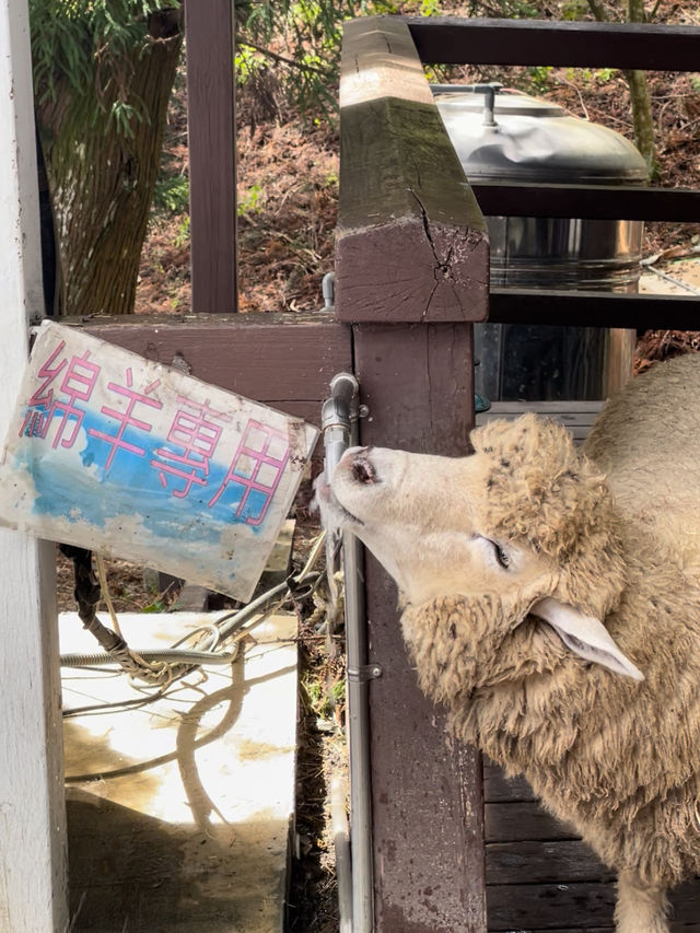 台灣小瑞士「清境農場」 🐑 綿羊互動體驗萌翻全場💕