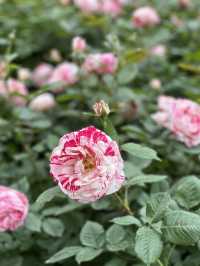 首爾玫瑰花季🌹中浪川玫瑰花公園