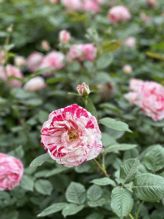 首爾玫瑰花季🌹中浪川玫瑰花公園