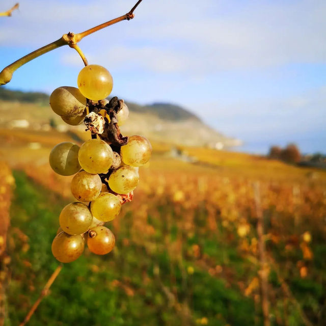A Summer Escape to Lake Geneva: Where Alps Meet Azure Waters
