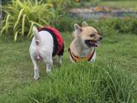 ภูผาม่าน จ.ขอนแก่น #pet friendly 