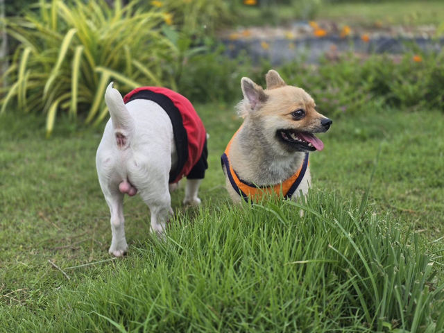 ภูผาม่าน จ.ขอนแก่น #pet friendly 