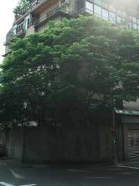 城市裡的小逃離：東門一日散步提案🌿