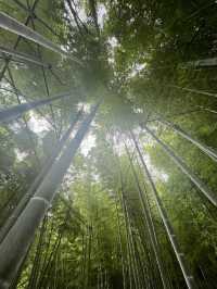  🌿【鎌倉・報国寺】竹林に包まれる静寂の時間、美しき“禅”の世界へ 