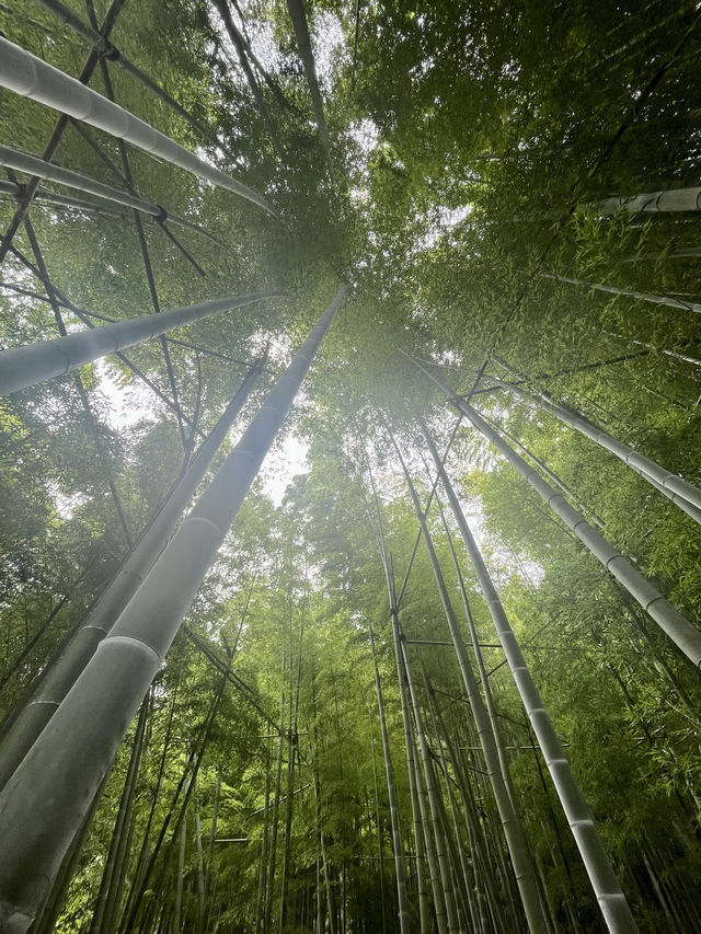  🌿【鎌倉・報国寺】竹林に包まれる静寂の時間、美しき“禅”の世界へ 