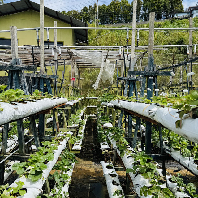 Quirky Stop with Local Vibes 🌿🍓