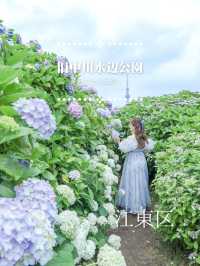 【江東区あじさいスポット】話題沸騰中！紫陽花とスカイツリーを撮れる新名所！