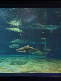 🐬【茨城・大洗 アクアワールド茨城県大洗水族館】海と“新世”の感動を1日中楽しめる！✨