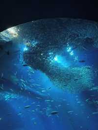 🐬【茨城・大洗 アクアワールド茨城県大洗水族館】海と“新世”の感動を1日中楽しめる！✨