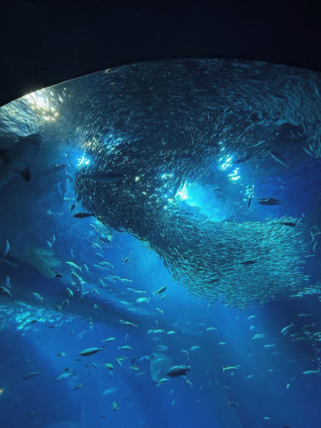 🐬【茨城・大洗 アクアワールド茨城県大洗水族館】海と“新世”の感動を1日中楽しめる！✨