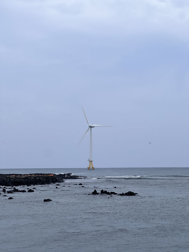 제주도 스노쿨링 명소 판포포구 🐠💙