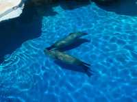 【越前松島水族館でふれあい満喫🐬】海の仲間と過ごす癒しの時間🌊✨
