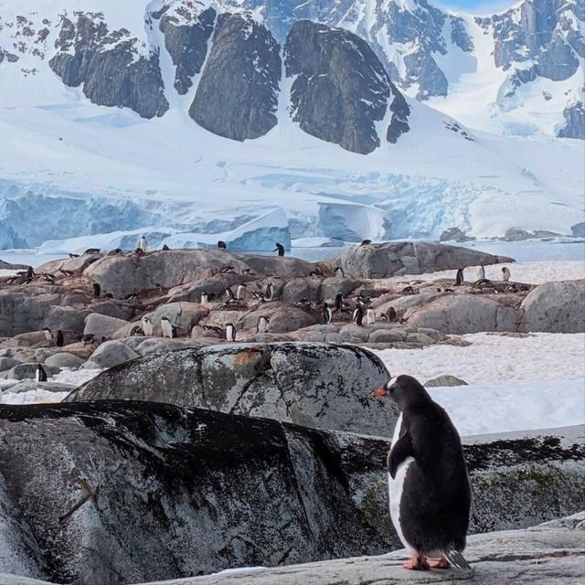 ペンギンの楽園！南極・ペーターマン島の静寂と絶景
