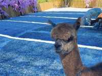 在花蓮山海之間 遇見最溫柔的動物樂園
