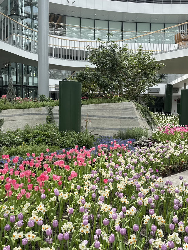 🌷 สวนทิวลิปที่ดีต่อใจ ฉบับอัพเดทปี 2025