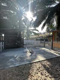 Desaru Mini Zoo, Interactive Encounters for the Whole Family