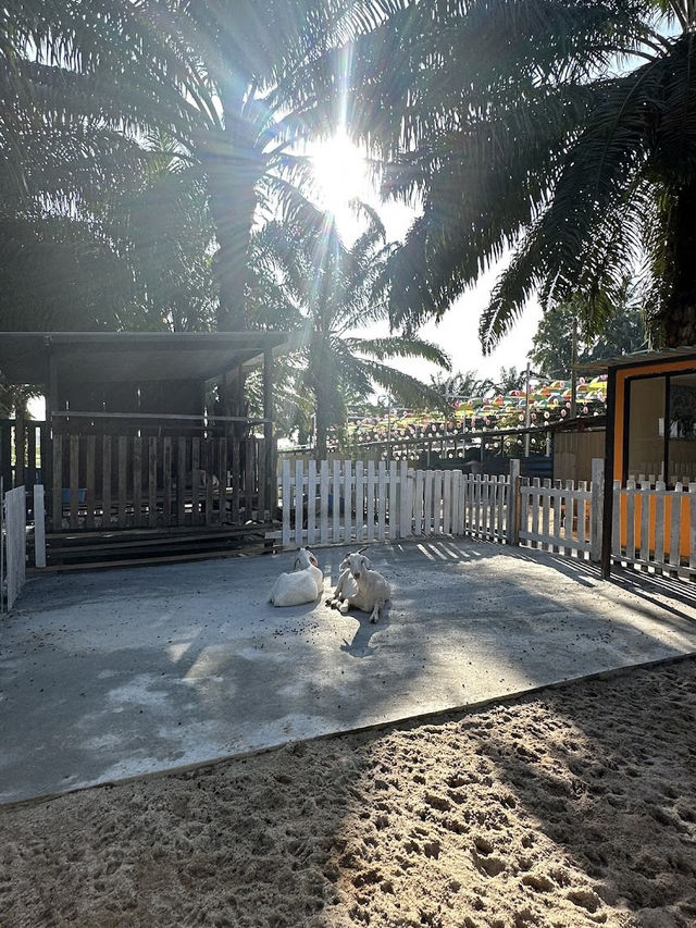 Desaru Mini Zoo, Interactive Encounters for the Whole Family