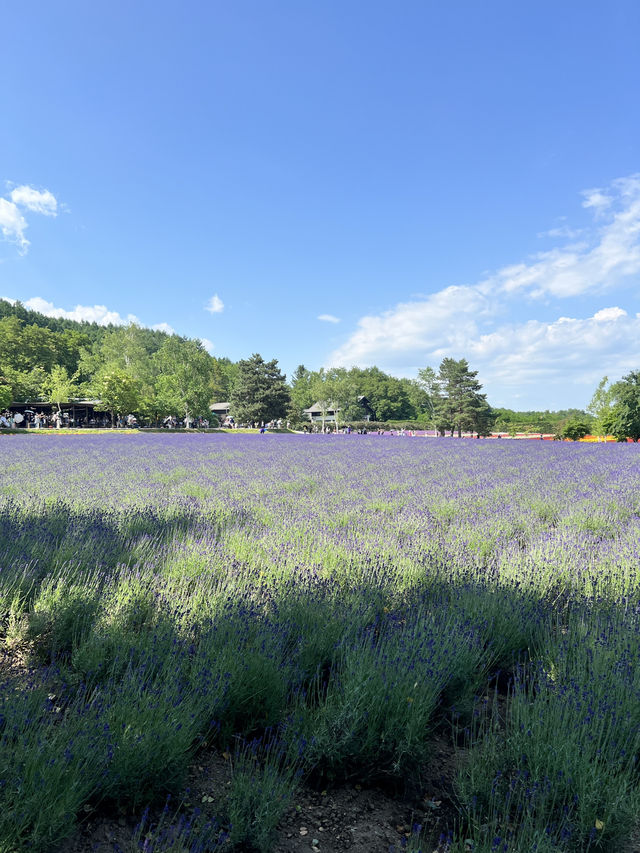 北海道 美瑛（四季彩之丘）（白金青池）（白鬚瀑布）、富良野（富田農場）