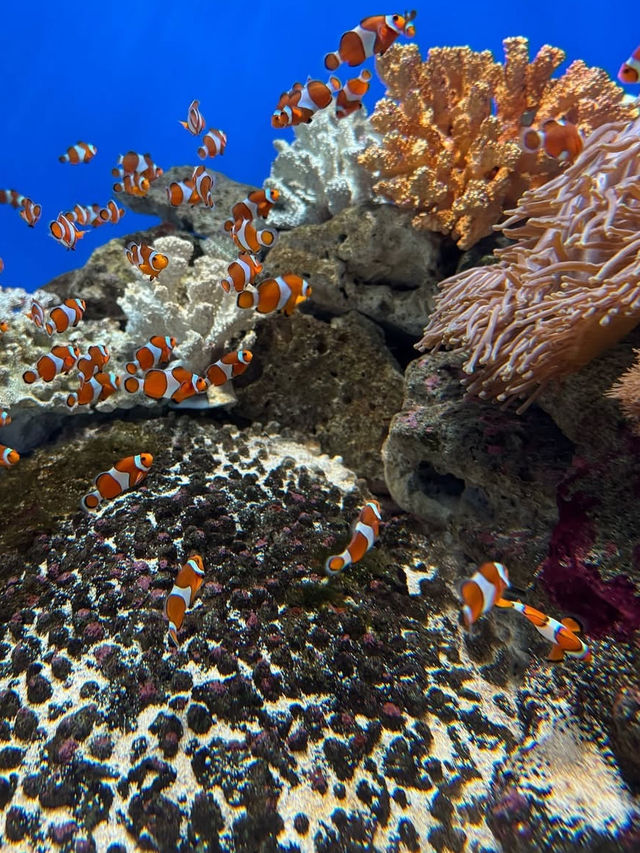 【átoa（アトア）】アート×水族館の新感覚体験！五感で楽しむ幻想空間🎨🐟