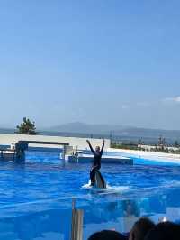 【神戸須磨シーワールド】海の仲間たちと感動体験！新しく生まれ変わった水族館旅🐟✨