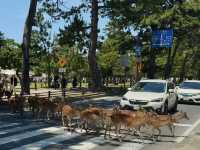 My Nara Deer Encounter: Cute Bows and Heartfelt Curry! 🦌🍛