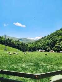 Chill Out With Sheep at Daegwallyeong Sheep Ranch