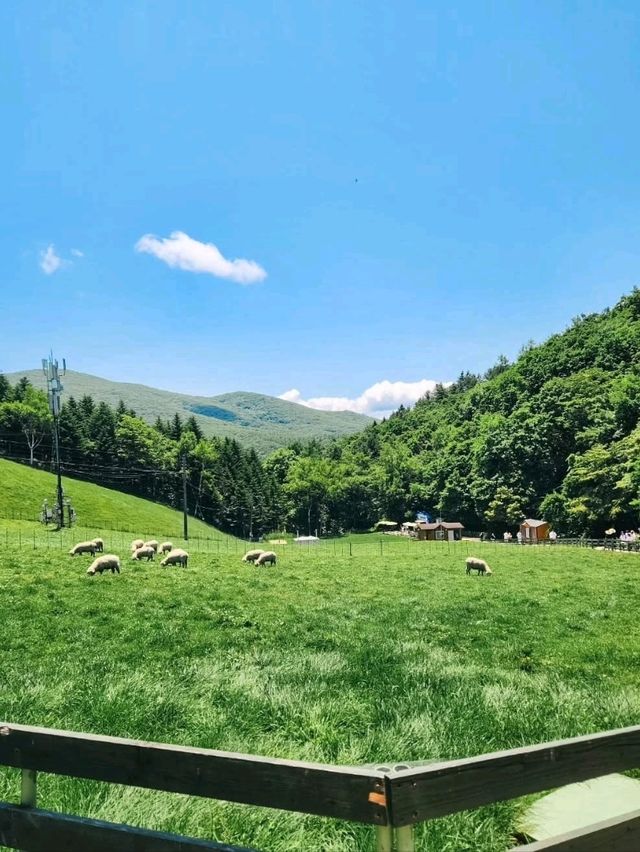 Chill Out With Sheep at Daegwallyeong Sheep Ranch