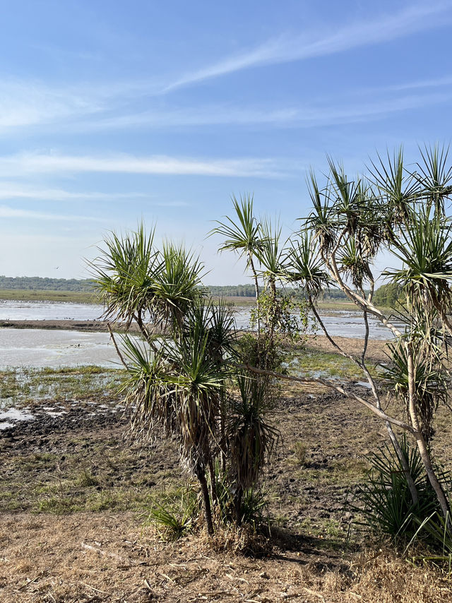 達爾文 🧭走進「白蟻墓園」：Magnetic & Cathedral Termite Mounds