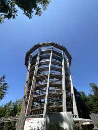 🌲Black Forest Tree Top Walk 🇩🇪