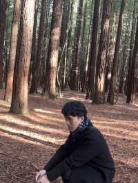 🌲紐西蘭最治癒的森林仙境｜紅木森林步道 Redwoods Forest 拍照打卡全攻略