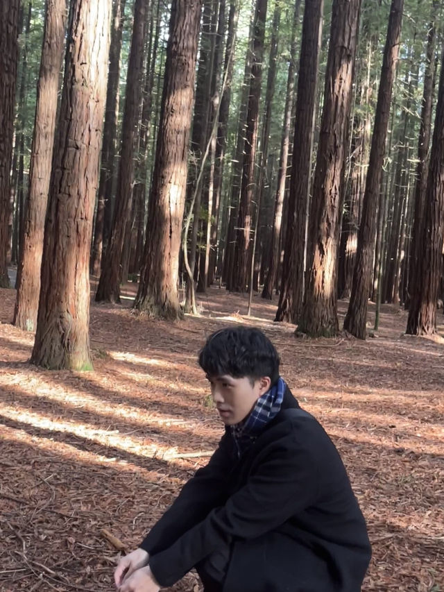 🌲紐西蘭最治癒的森林仙境｜紅木森林步道 Redwoods Forest 拍照打卡全攻略
