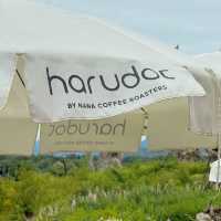 Harudot Khao Yai by Nana Coffee Roasters 🌷🌻🌥️