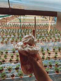 Strawberries, Flowers & Café Treats: A Day at Big Red Farm