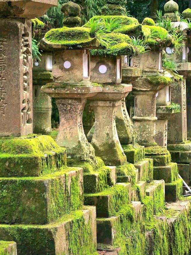 Deer & Serenity: A Stroll Through Nara Park