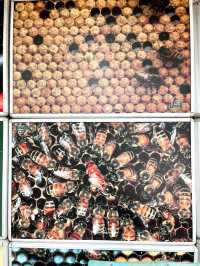 Muzium Lebah Sedunia: A Sweet Spot for Bee Lovers