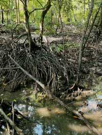 City Mangrove Park – A Perfect Summer Escape into Nature
