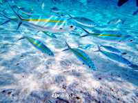 Summer Escape to Redang Marine & Chagar Turtle Sanctuary Park