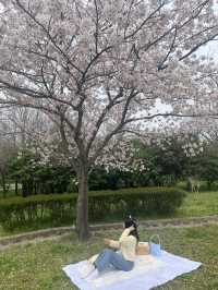 벚꽃 피크닉 🌸 부산 을숙도생태공원에서 여유로운 봄날 보내기